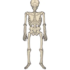 Discount Windy City Novelties Vintage Jointed Skeleton